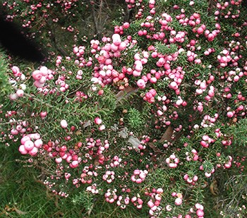 Pūkiawe plant with pink berries