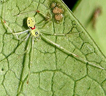 A green happy face spider on a leaf