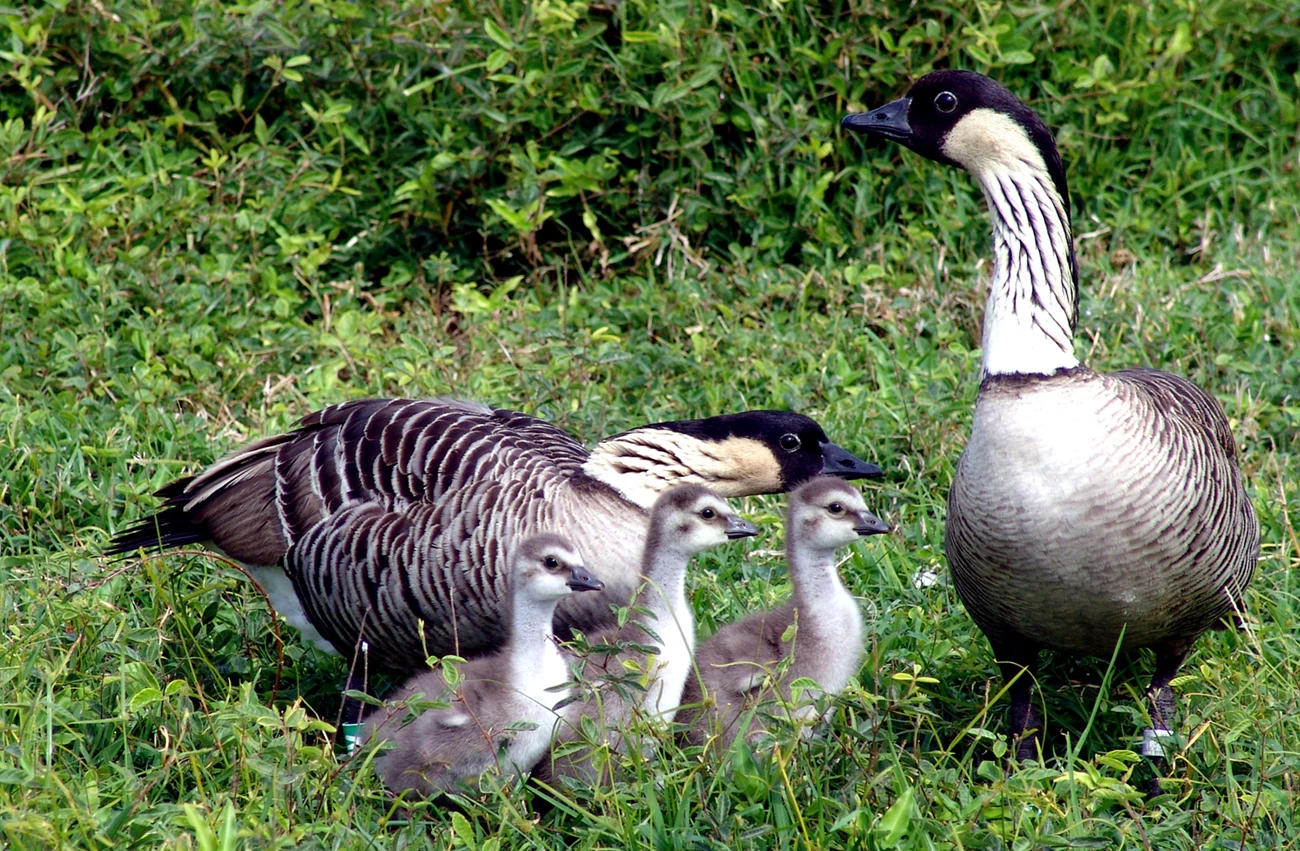 Nēnē Family A family of nēnē