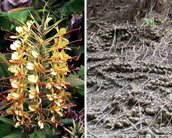 Side by side photos of ginger flower and ginger roots