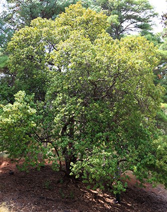 ʻIliahi tree