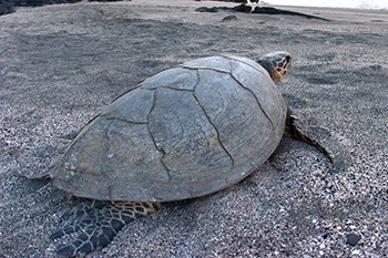 Hawksbill turtle on a sandy beach