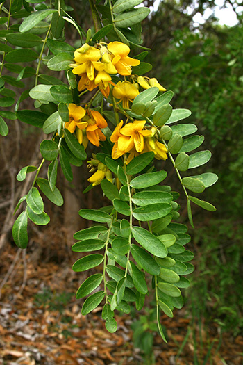 15+ Hawaiian Tree Plant