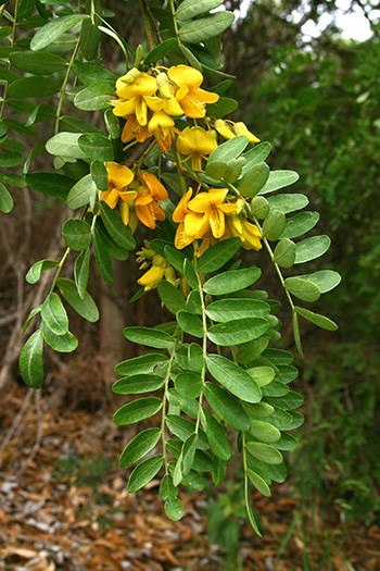 Māmane tree with yellow flowers
