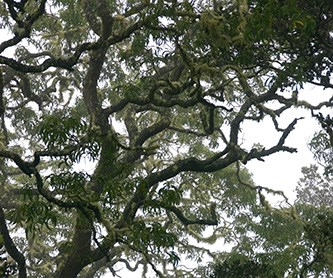 Canopy of koa trees