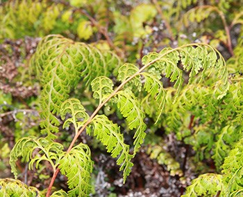 Palaʻā fern frond