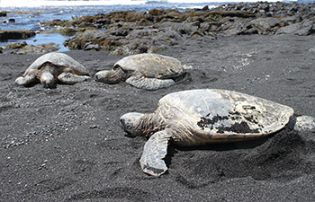 Marine Life - Hawaiʻi Volcanoes National Park (. National Park Service) Marine Life - Hawaiʻi Volcanoes National Park (. National Park Service)