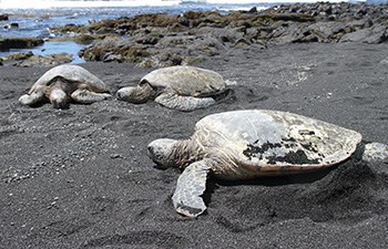 Three green sea turtles resting on a beach
