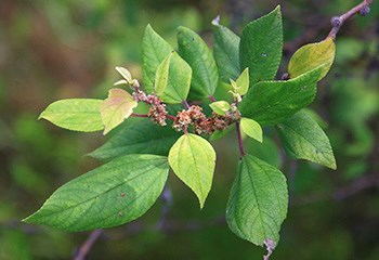 Leaves of the māmaki tree