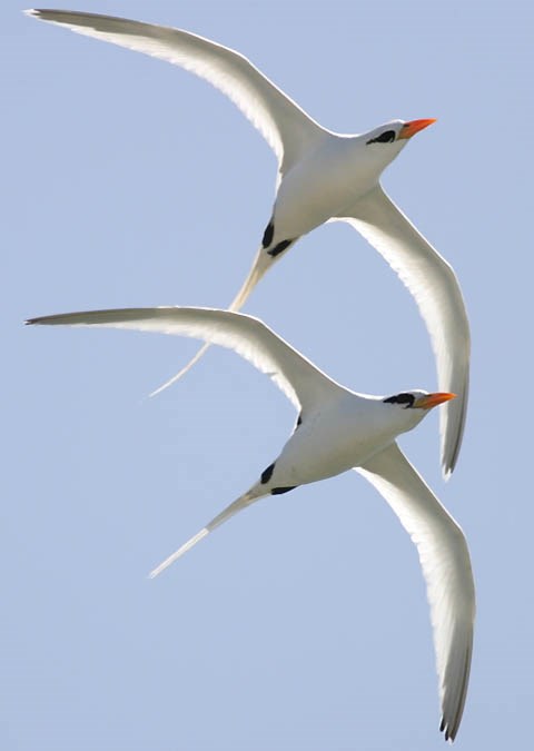 Two white-tailed tropic birds or koaʻe kea