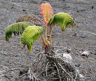 ʻAmaʻu Fern in lava field