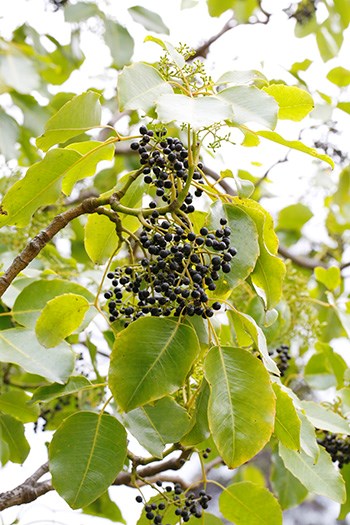 ʻŌlapa tree and fruit