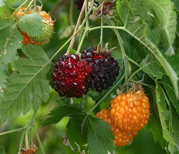 Red and yellow akala berries