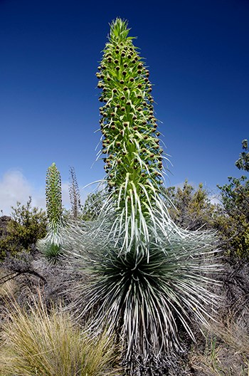 Mauna Loa silversword underneath blue skies