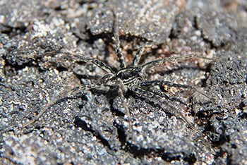 Wolf spider on lava rock