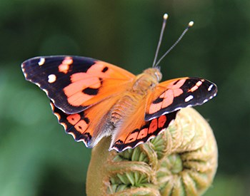 Kamehameha butterfly resting on a fern