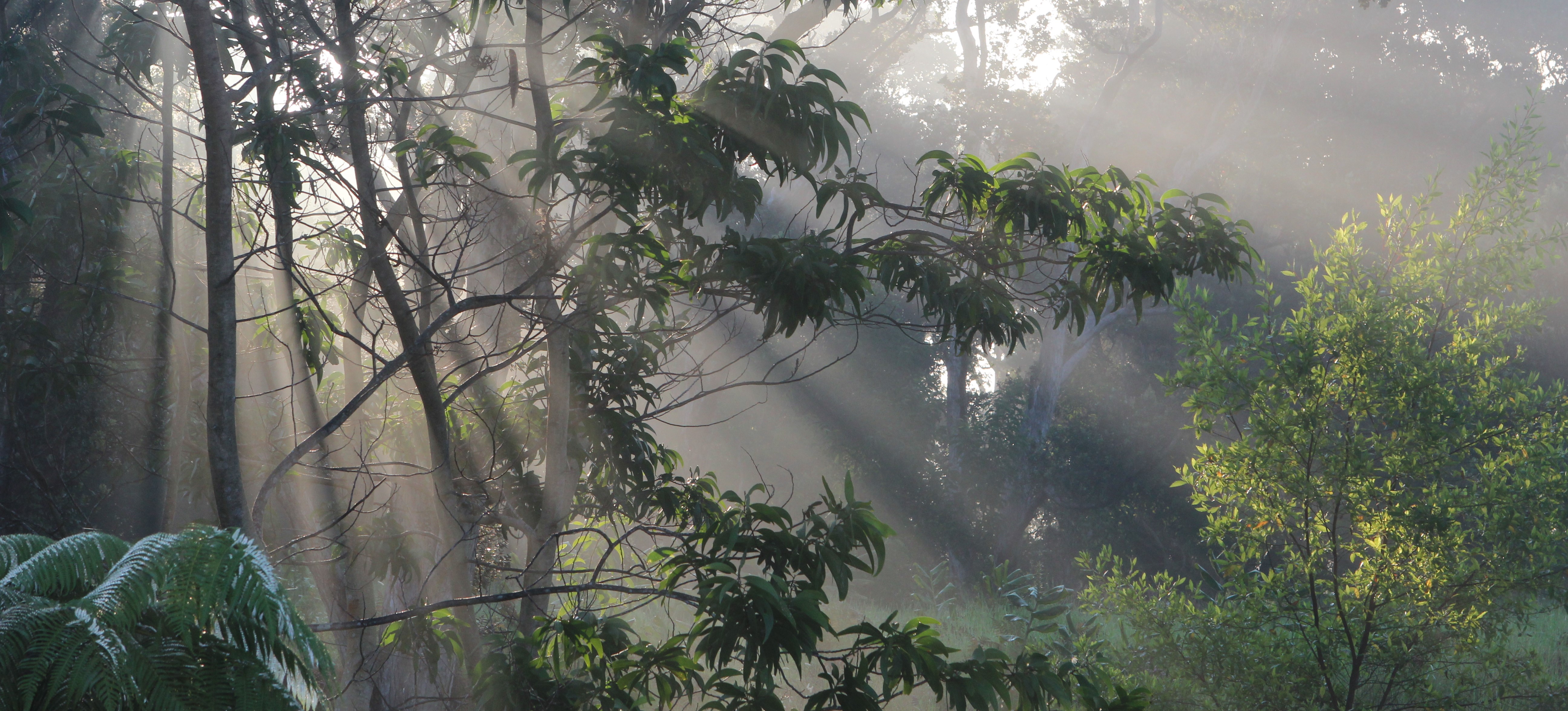 Hawaiian tropical rainforests - Wikipedia