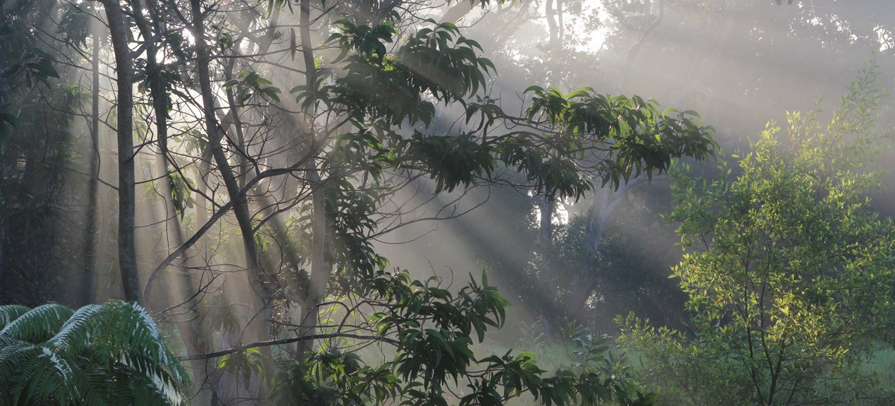 Rays of sunlight through trees