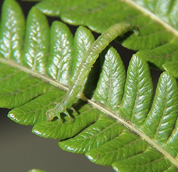 A green caterpillar on a leaf
