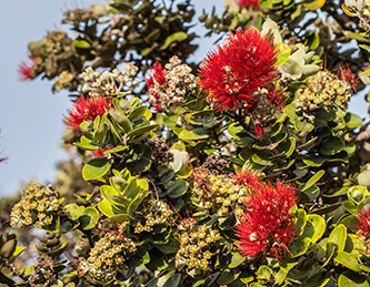 Red flowers of lehua blossom