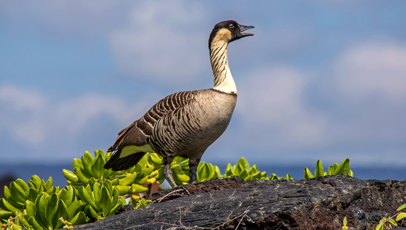 A nēne in front of coastal landscape