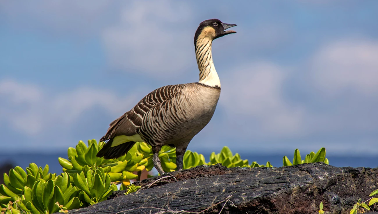 Nēnē A nēne in front of coastal landscape