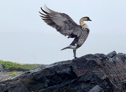 A nēne goose spreading its wings while standing on a rock