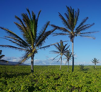 Two coconut palms in a coastal landscape
