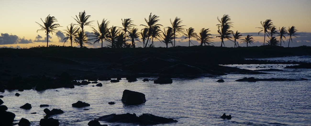 Silhouettes of palm trees at sunrise