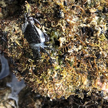 Rock crab on vegetation covered shore rocks