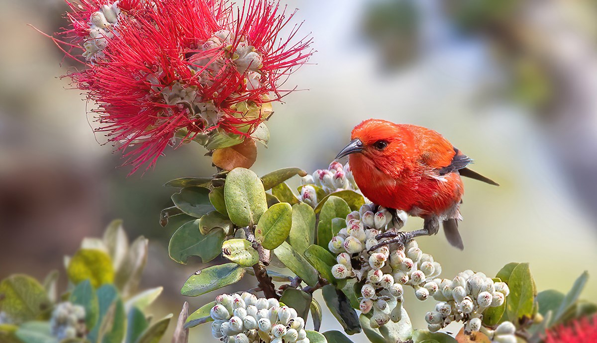 Red apapane in an ohia tree