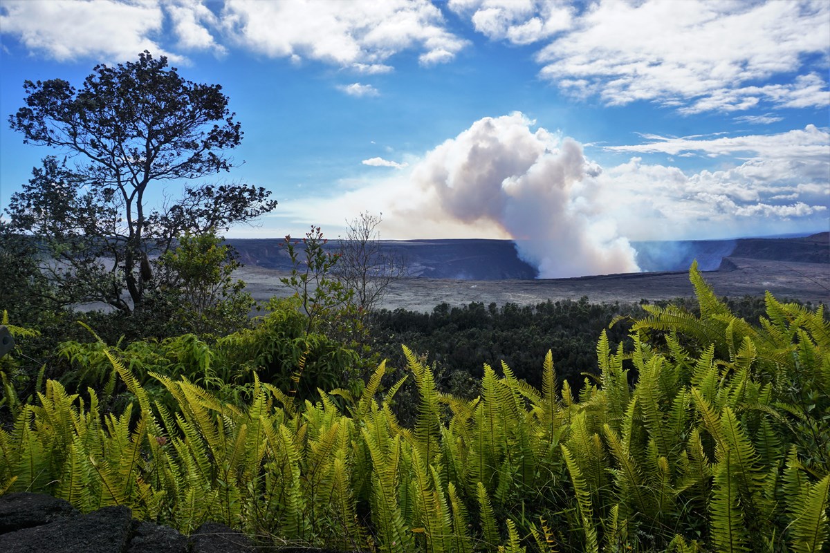 Large white plume emanating from volcanic caldera with ferns on the edge of a cliff in the foreground
