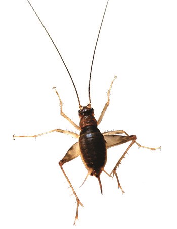 A dark lava cricket on a white background