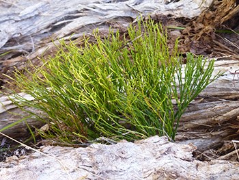 Moa growing on rocks