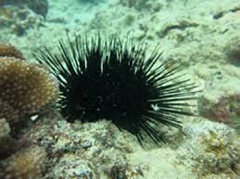 Dark-colored sea urchin on the ocean floor