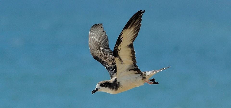 ‘Ua‘u - Hawaiian Petrel in flight