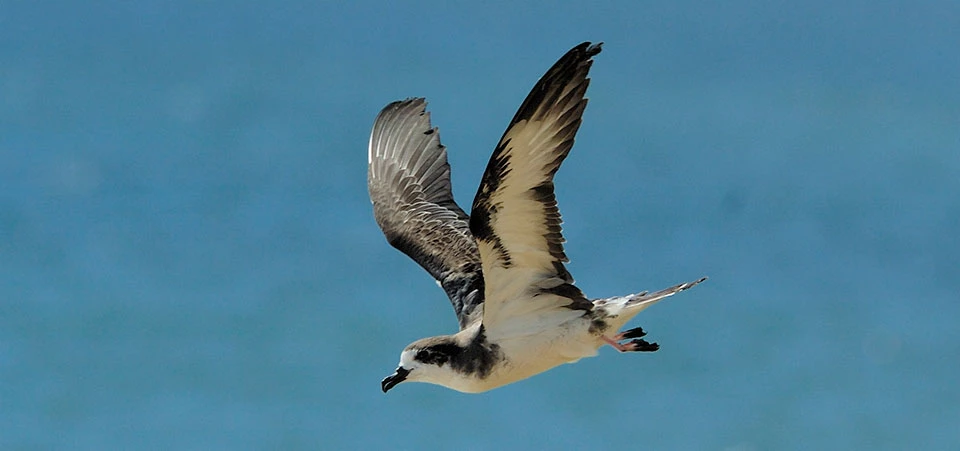 ‘Ua‘u - Hawaiian Petrel in flight ‘Ua‘u - Hawaiian Petrel in flight