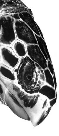 Honu‘ea (Hawaiian Hawksbill Turtle)