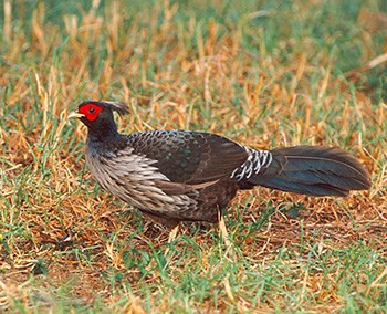 Pheasant in grass