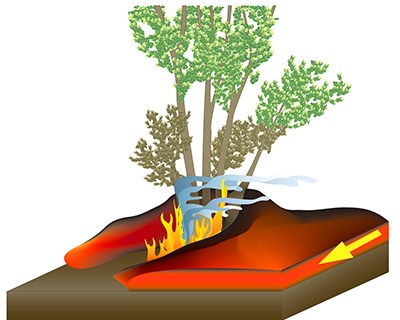 Graphic showing the formation of lava trees