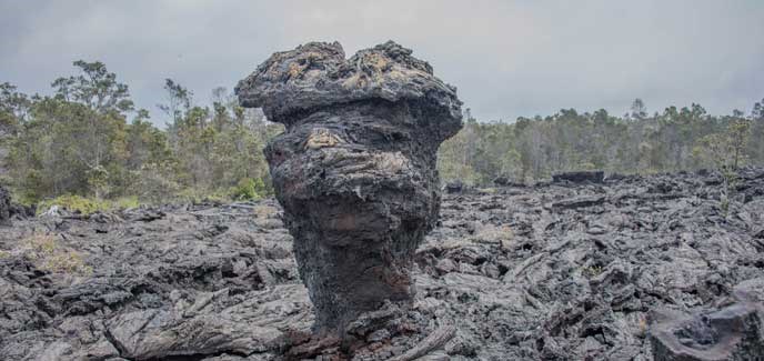 lava tree lava tree