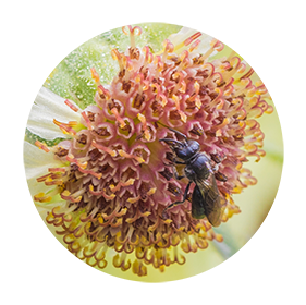 A black bee sips nectar from a yellow flower.