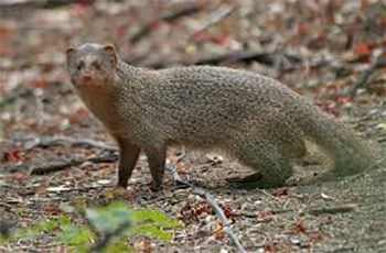 Brown mongoose