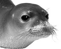Hawaiian Monk Seal Hawaiian Monk Seal