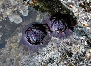 Two purple helmet urchins in shallow water