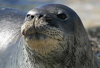 Face of a brown Hawaiian Monk Seal