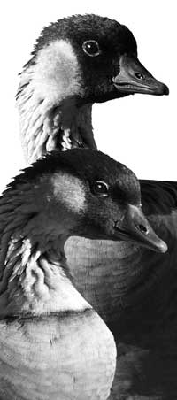 Nēnē (Hawaiian goose)