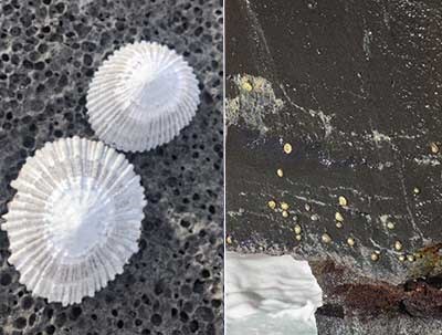 Side by side photos of ʻopihi up close and ʻopihi clinging to cliffs