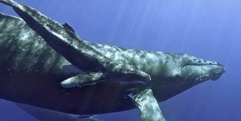 Humpback Whale and Calf