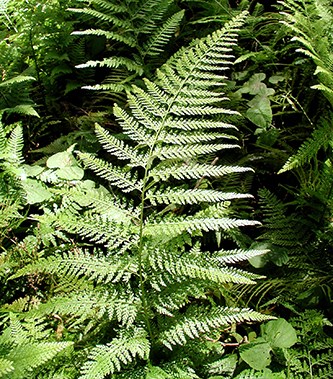 A green palapalai fern